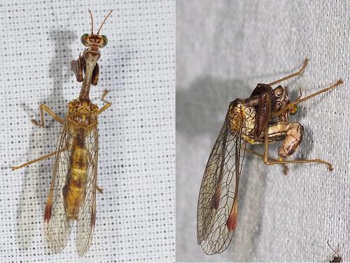 Mantispa styriaca